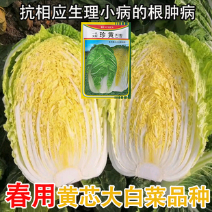 春季播高产抗根肿病耐抽薹中白菜种子黄心大白菜种子基地用蔬菜籽