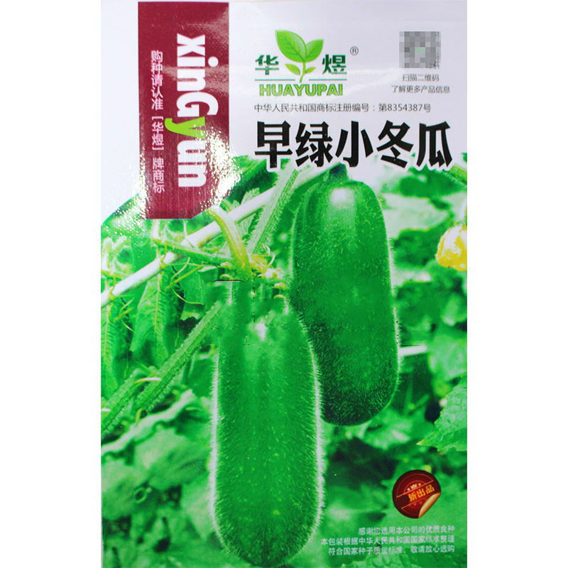 果蔬菜阳台庭院垂吊植物小冬瓜