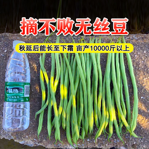 无筋豆豆种四季豆种孑长豆角种子