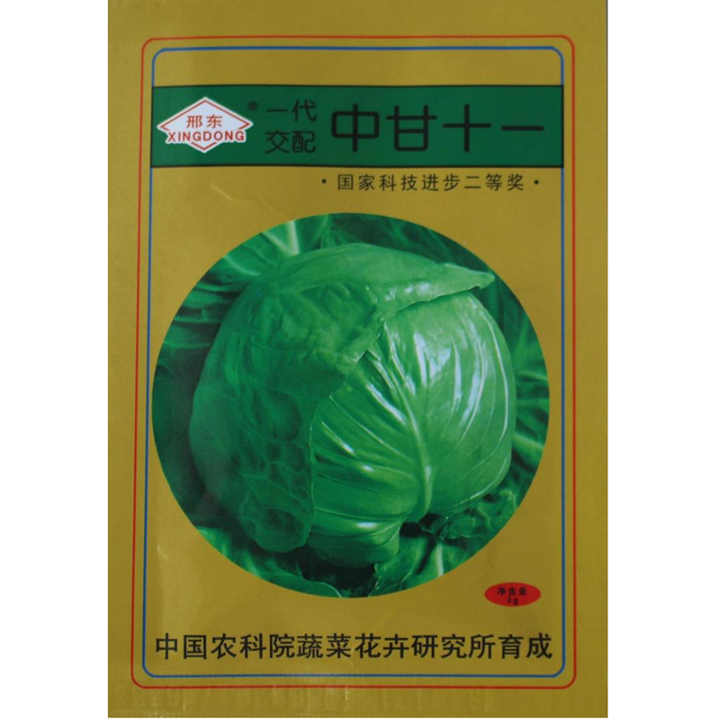 中甘十一绿甘蓝种子结球50天收获