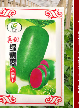 穿心红水果萝卜种子紫美人凤梨紫色红心籽种阳台盆栽蔬菜种籽孑子