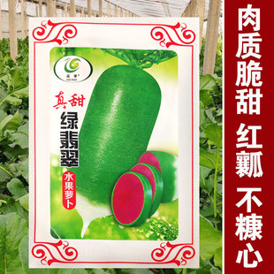 穿心红水果萝卜种子紫美人凤梨紫色红心籽种阳台盆栽蔬菜种籽孑子