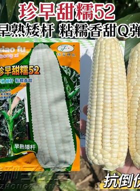 晓富珍早甜糯52玉米种子矮杆早熟粘糯香甜鲜食玉米种籽大棒型皮薄