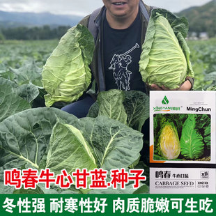 特早熟牛心甘蓝种子包菜种籽莲花白耐寒春夏秋冬四季 农家蔬菜种孑