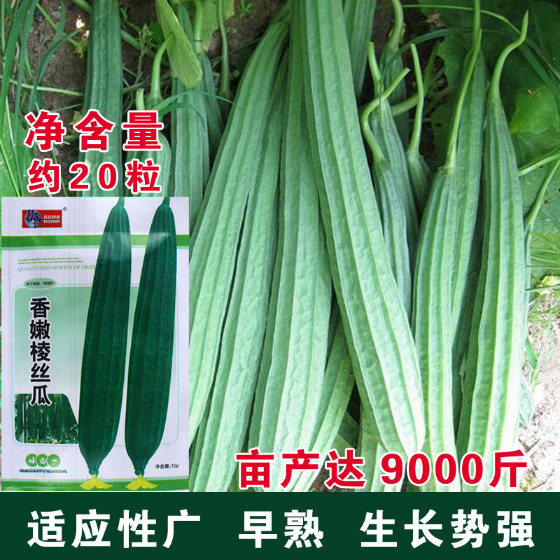 香嫩棱角丝瓜种子皮薄肉厚蔬菜种子八棱丝瓜八角丝瓜广东丝瓜种籽