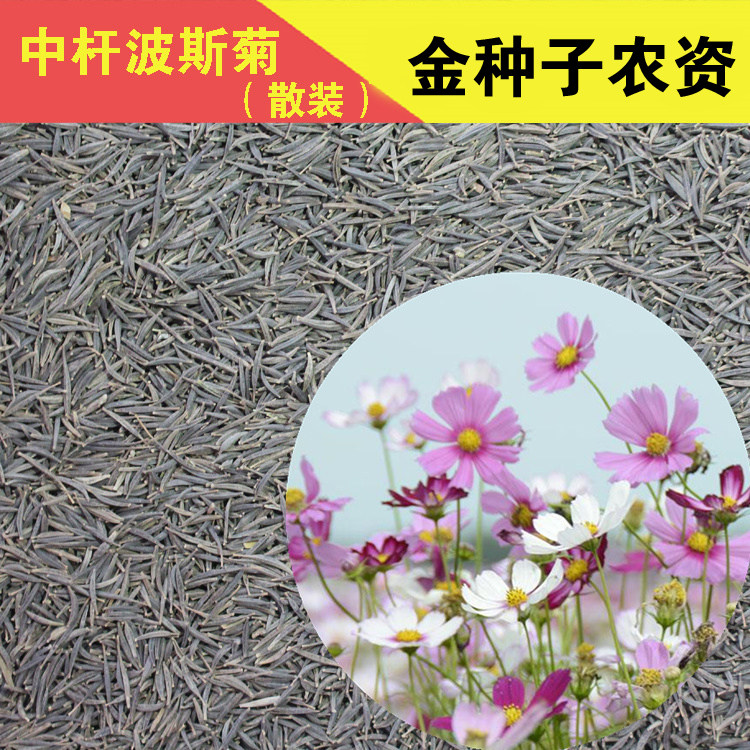 花种子四季种大波斯菊种子盆栽花卉矮格桑花种子花种斤春秋播