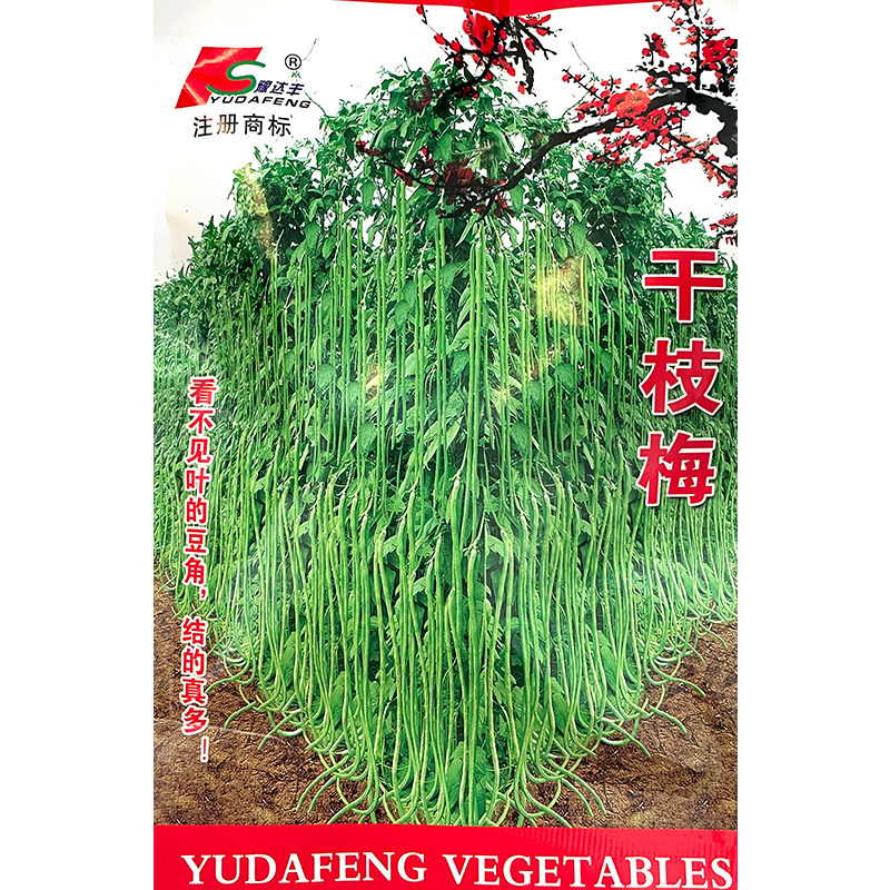 干枝梅摘不败高产豇豆种子绿条特长豆角春播架豆蔬菜四季春夏种籽