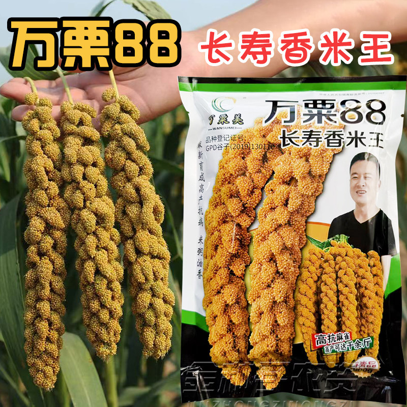 万栗88长寿香米王小米种子高产黄谷种子黄小米高产高抗麻雀防鸟害