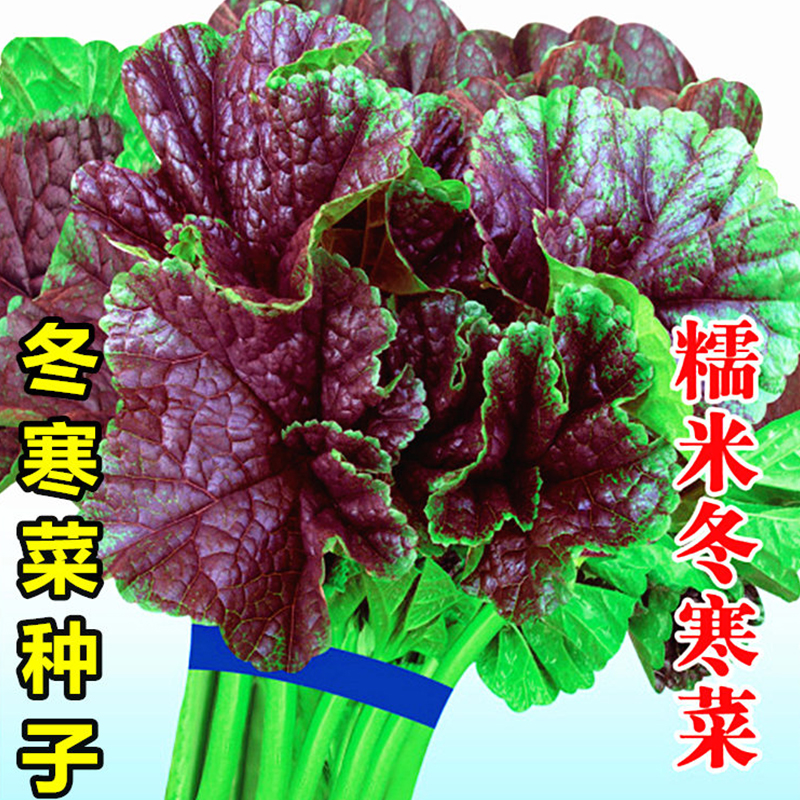 糯米冬寒菜种籽冬苋菜种子儿童高钙菜四季播秋冬季蔬菜苗盆栽秋季