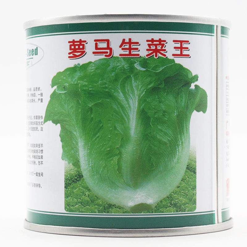 萝马生菜王 耐抽薹生菜种子 口感好 蔬菜沙拉肉厚 四季播青菜种子