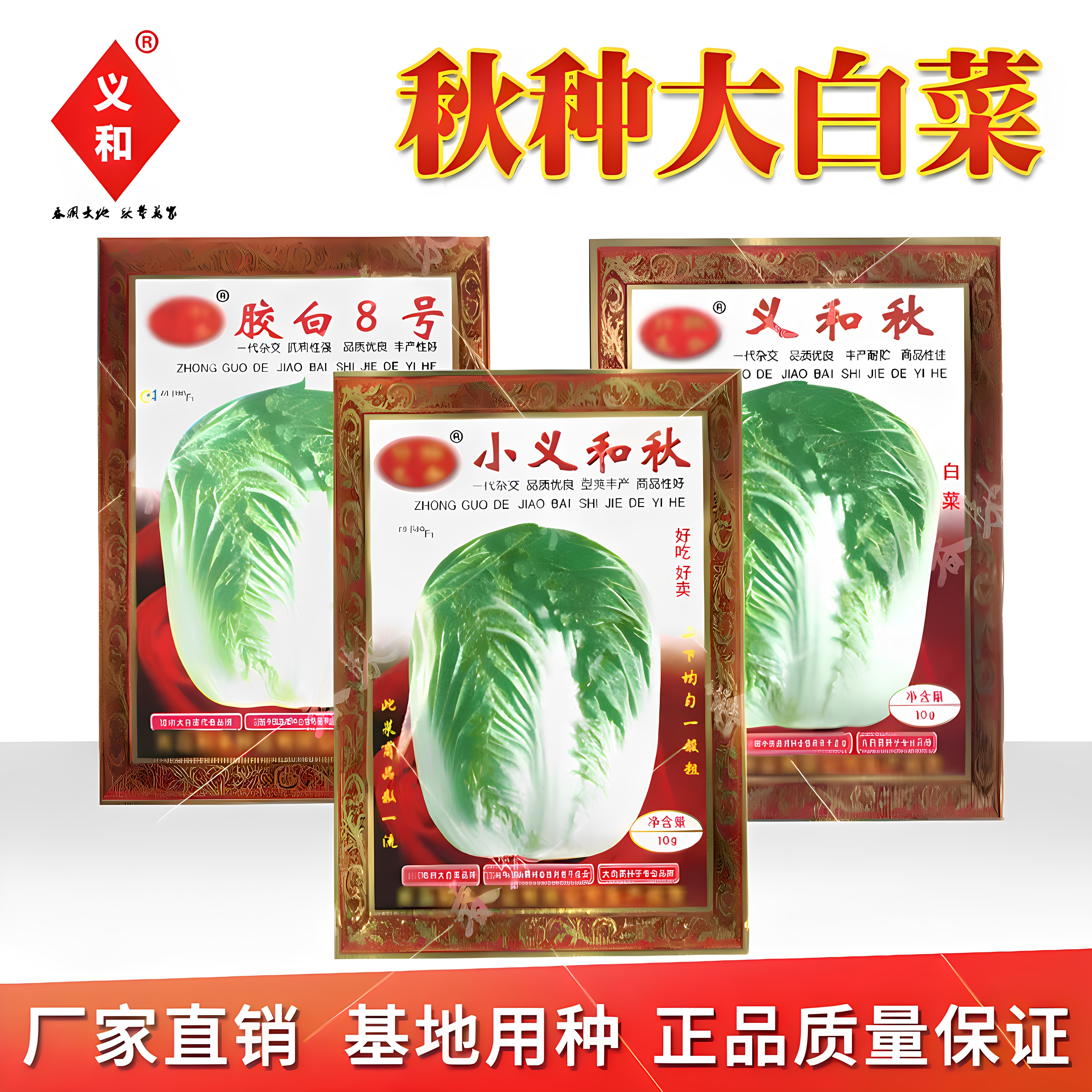 小义和秋大白菜种子蔬菜籽北方秋季冬储胶州大白菜小菜籽冬秋种孑