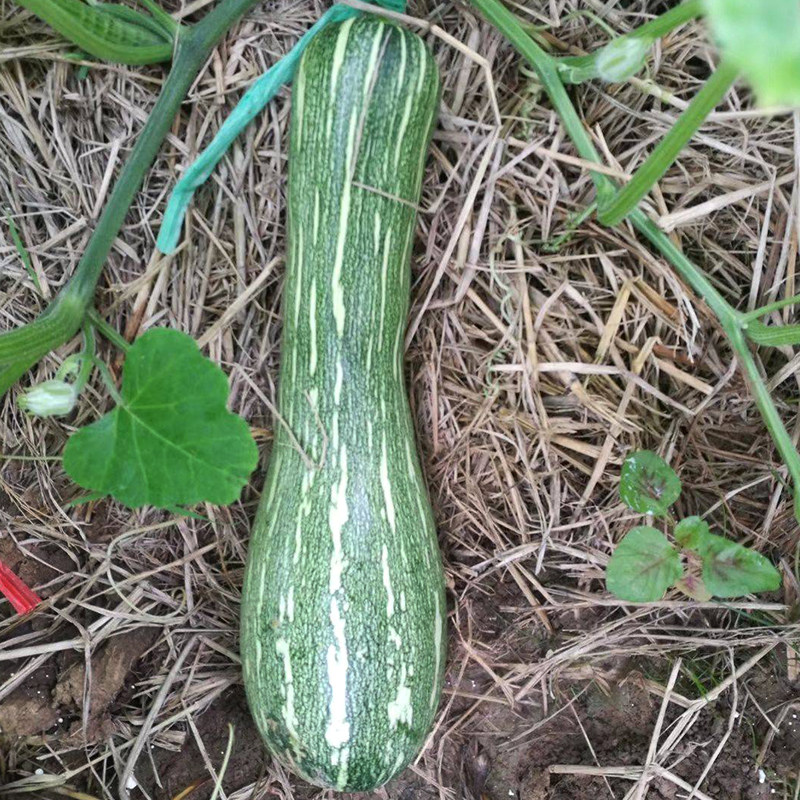 花皮七叶早熟南瓜种子嫩瓜脆甜老瓜香糯甜密吊瓜种籽高产蔬菜种孑,鲜花速递/花卉仿真/绿植园艺,家庭园艺种子,淘宝优惠券,粉丝福利购,淘宝优惠卷