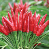 朝天椒种子高产日本新一代辣椒籽小米椒种孑盆栽阳台春夏四季 播种