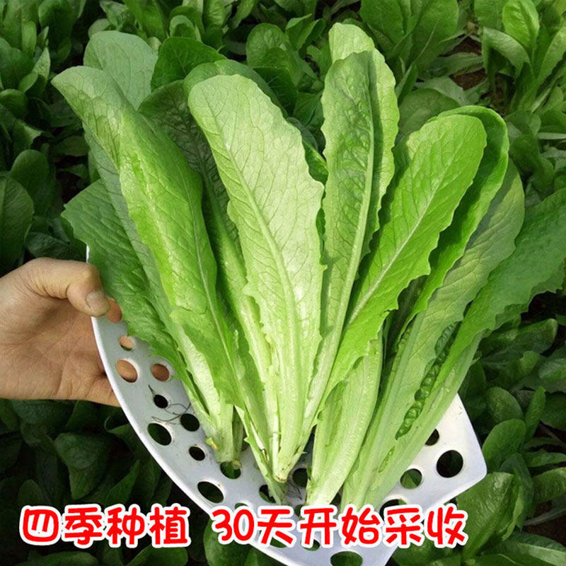 孔雀菜生菜种子沙拉一品养生菜种子蔬菜籽南方圆叶油麦菜种孑四季