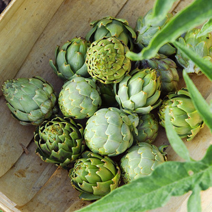 朝鲜蓟种子 洋蓟菊蓟菜蓟农家蔬菜新品种 阳台盆栽庭院四季播易种