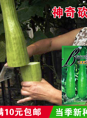 百花仙子砍瓜种子种籽苗四季特大农家巨型蔬莱菜瓜爬藤藤蔓蔬菜孑