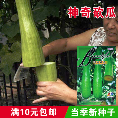 农家百花砍瓜四季巨型蔬菜孑种子