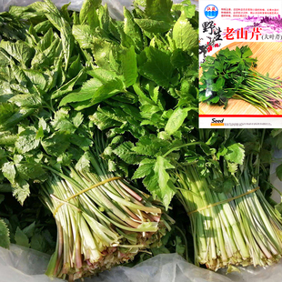 东北野生老水芹种子山野菜黑瞎子山芹种籽种苗盆栽山芹菜籽春季 播