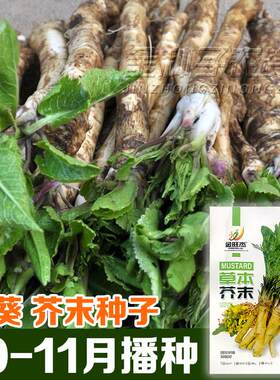 春秋播种含糖量高紫菜头