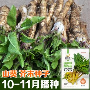 草本芥末种子辣根种子山葵种子绿芥末籽四季播驱寒阳台庭院盆栽种