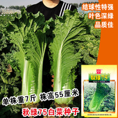 津绿75秋绿天津青麻叶菜种子大白菜种籽长筒型秋冬季 白菜蔬菜种子