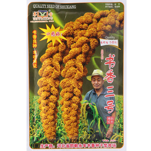 优质谷子种子 精选书香三号小米种子 小糯米红谷子鸟不叼防鸟害型