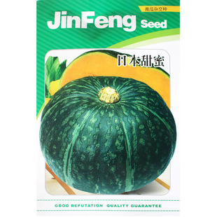 日本甜蜜南瓜种子  香甜板栗味四季蔬菜种籽苗孑日本莱种春夏季播