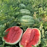 Ленивый мужчина Ван очень большой гигантский ленивый мужчина семена арбуза