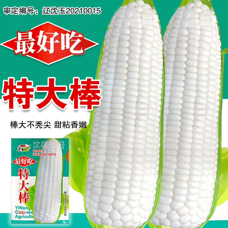 东北白甜糯玉米种子白甜糯玉米