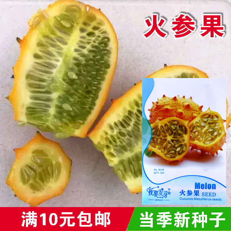 【火参果种子】火星果|海参果|非洲蜜瓜种子|刺角瓜奇瓜异果种子