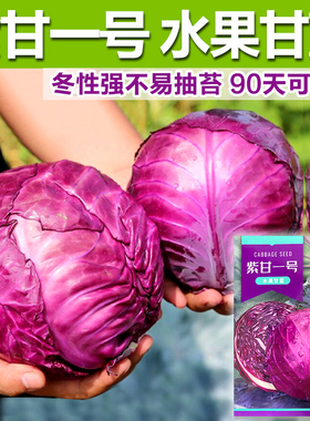 紫甘蓝种子中早熟包菜种紫红色圆球形甘兰洋白菜种籽卷心菜籽种孑