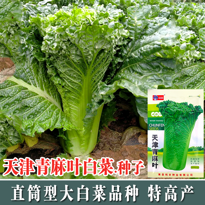 蔬菜天津农田原厂包装秋季青麻叶
