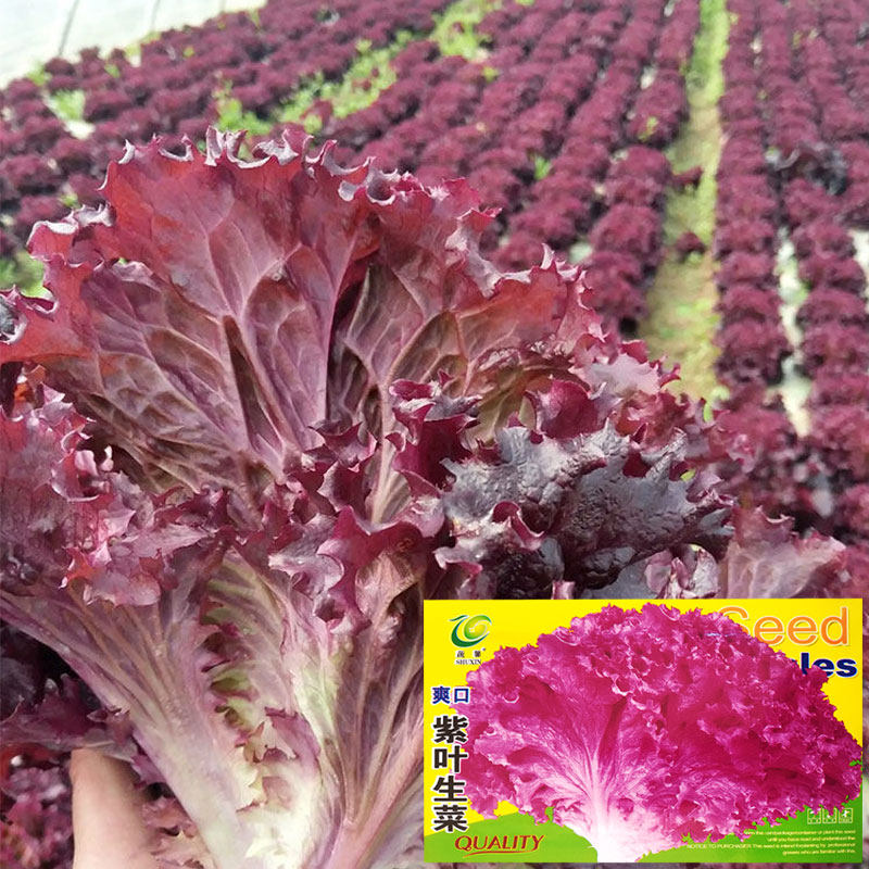 紫叶生菜种子种籽种孑大全冬天紫色蔬菜红叶四季罗马青菜南方盆栽