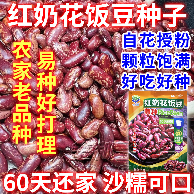 红奶花饭豆种子豆香浓郁沙糯易煮饭豆种子简单易种还家红饭豆籽