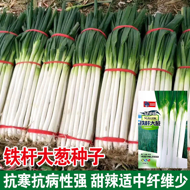 蔬菜正宗山东章丘高产大葱种子
