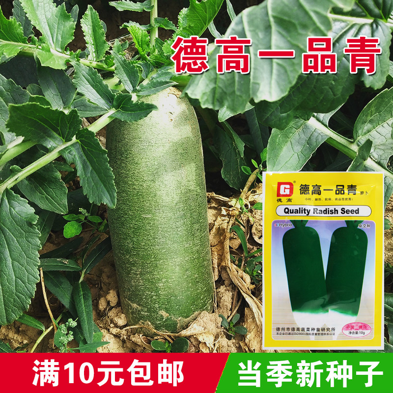 德高一品青大青萝卜种子沙窝萝卜种籽 耐热春秋播 青皮青肉高产