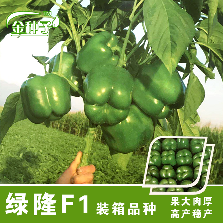 蔬菜种子高产辣椒苗