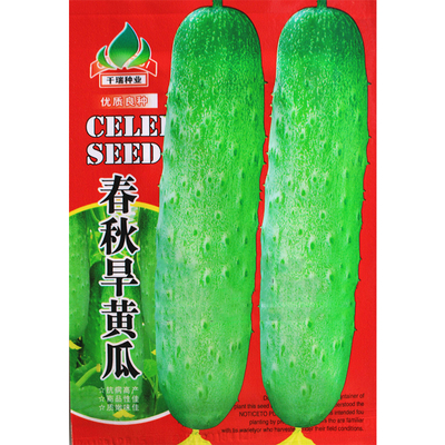 千瑞春秋旱黄瓜种子老白色大田