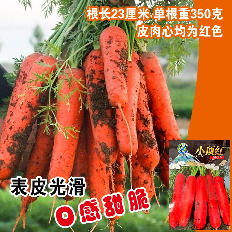 小顶红参胡萝卜种子秋季四季籽种