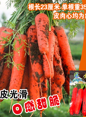 小顶红参胡萝卜种子红色高产水果萝卜秋季四季籽种蔬菜孑秋季播种