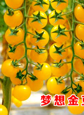 高产黄珍珠黄色小番茄种子蔬菜种子高产优质四季播种盆栽阳台