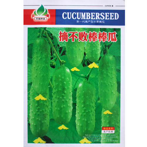摘不败棒棒瓜水果黄瓜甜脆播种