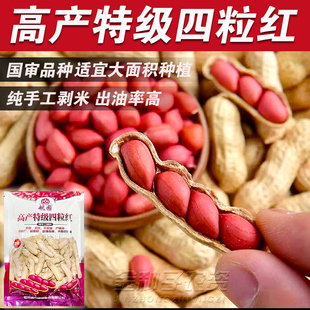 山东高产薄壳四粒红花生种子种籽黑带壳红皮花生米孑子大粒新品种