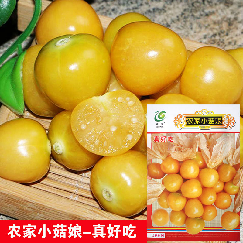 农家小菇娘小黄姑娘果种子 春秋四季水果种子 阳台盆栽大田野果种