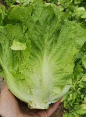 意大利耐抽苔全年种孑奶油生菜