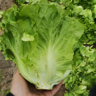 意大利耐抽苔生菜种子耐热耐寒全年奶油生菜种籽四季阳台蔬菜种孑
