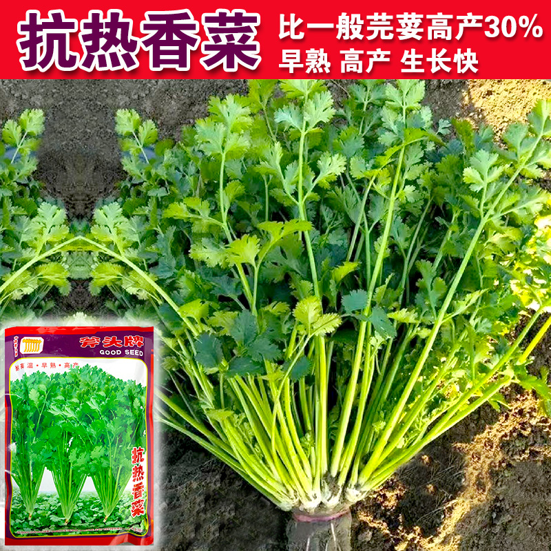 夏季耐热香菜种子大叶芫荽阳台四季速生香菜种籽种籽农家蔬菜秋季