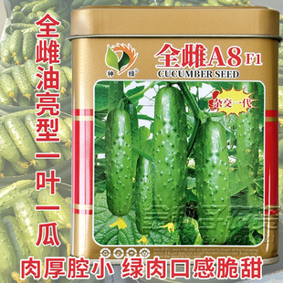 播 全雌A8F1黄瓜种子孑绿皮绿肉水果黄瓜种籽节节瓜南北方春秋四季