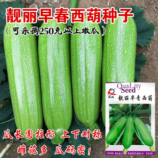 春季 秋庭院菜园菜种籽蔬菜种 西葫芦种子油亮型菜瓜籽角瓜春季 夏季