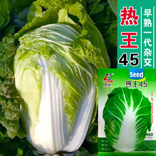 秋季 热王45早熟夏绿45天包心夏季 种植夏播结球大白菜种子抗热45天